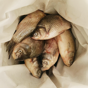 소양강민물,[소양강민물고기] 자연산 민물고기 붕어즙, 잉어즙 20kg