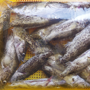 소양강민물,[소양강민물고기] 자연산 민물고기 쏘가리 1kg (내장제거)