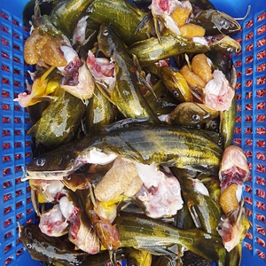 소양강민물,[소양강민물고기] 자연산 민물고기 빠가사리 1kg (내장제거)
