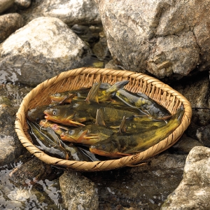 소양강민물,[소양강민물고기] 자연산 민물고기 빠가사리 1kg (내장제거)