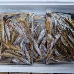 소양강민물,[소양강민물고기] 자연산 민물고기 잡고기 1kg (내장제거)