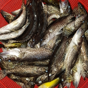소양강민물,[소양강민물고기] 자연산 민물고기 쏘가리 500g (내장제거)